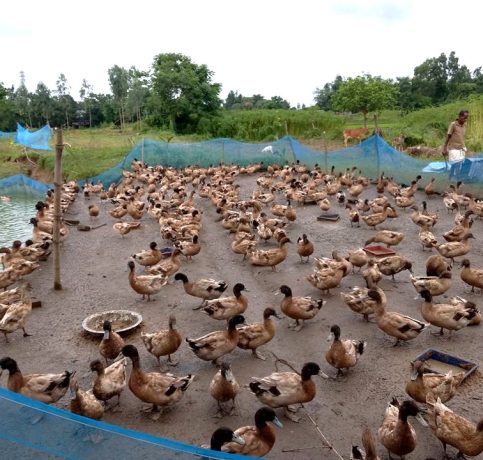 Khaki-Campbell-duck-farm-at-Hili-Block-of-West-Bengal